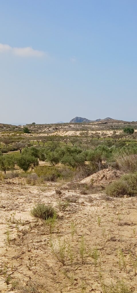 8-daagse paardrijvakantie: Lessen & Tochten Valencia - Spanje