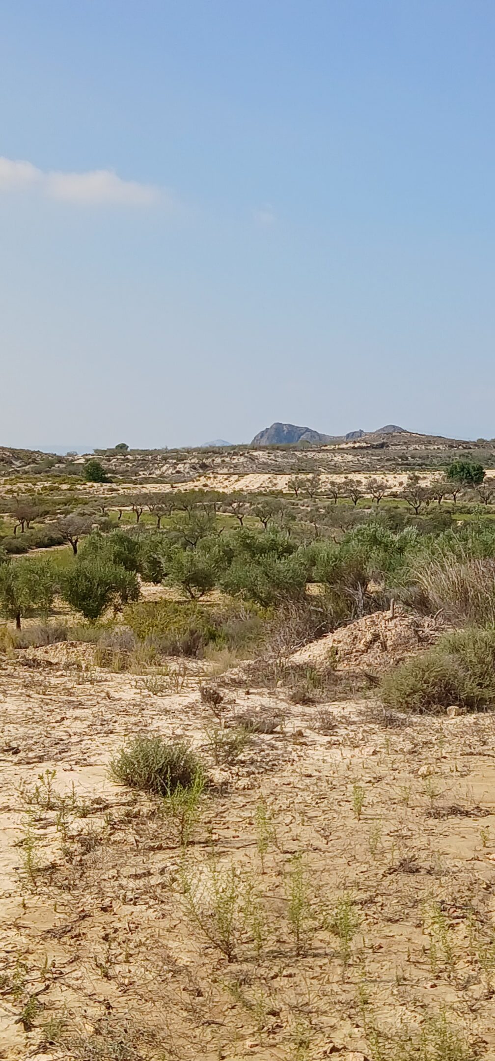8-daagse paardrijvakantie: Lessen & Tochten Valencia - Spanje - Afbeelding 4
