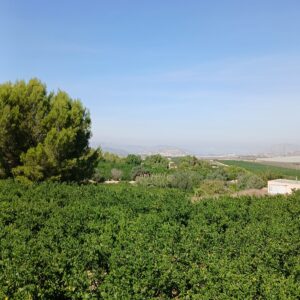 8-daagse paardrijvakantie: Terug in het Zadel in Valencia - Spanje - Afbeelding 6