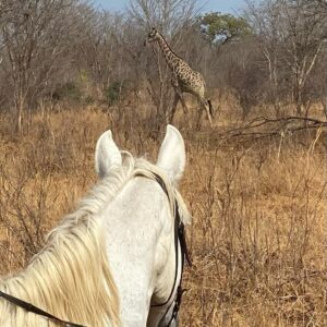 Buitenritten Afrikaanse bush Hwange - Zimbabwe - Afbeelding 11