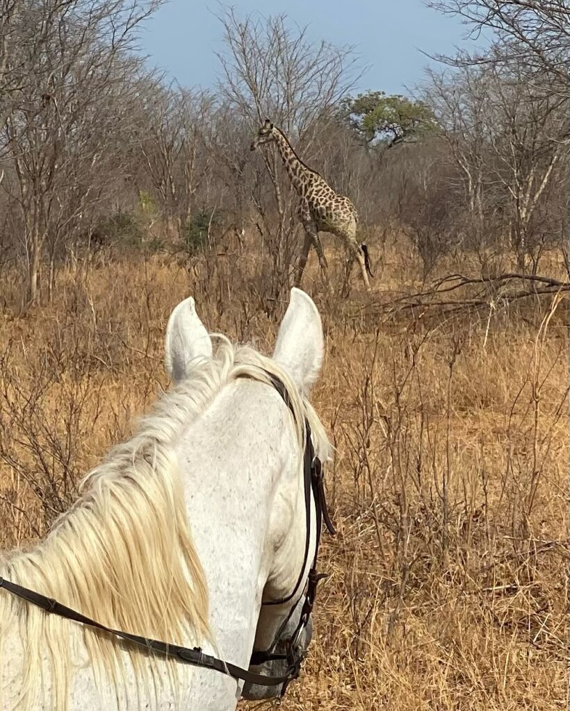 Buitenritten Afrikaanse bush Hwange - Zimbabwe