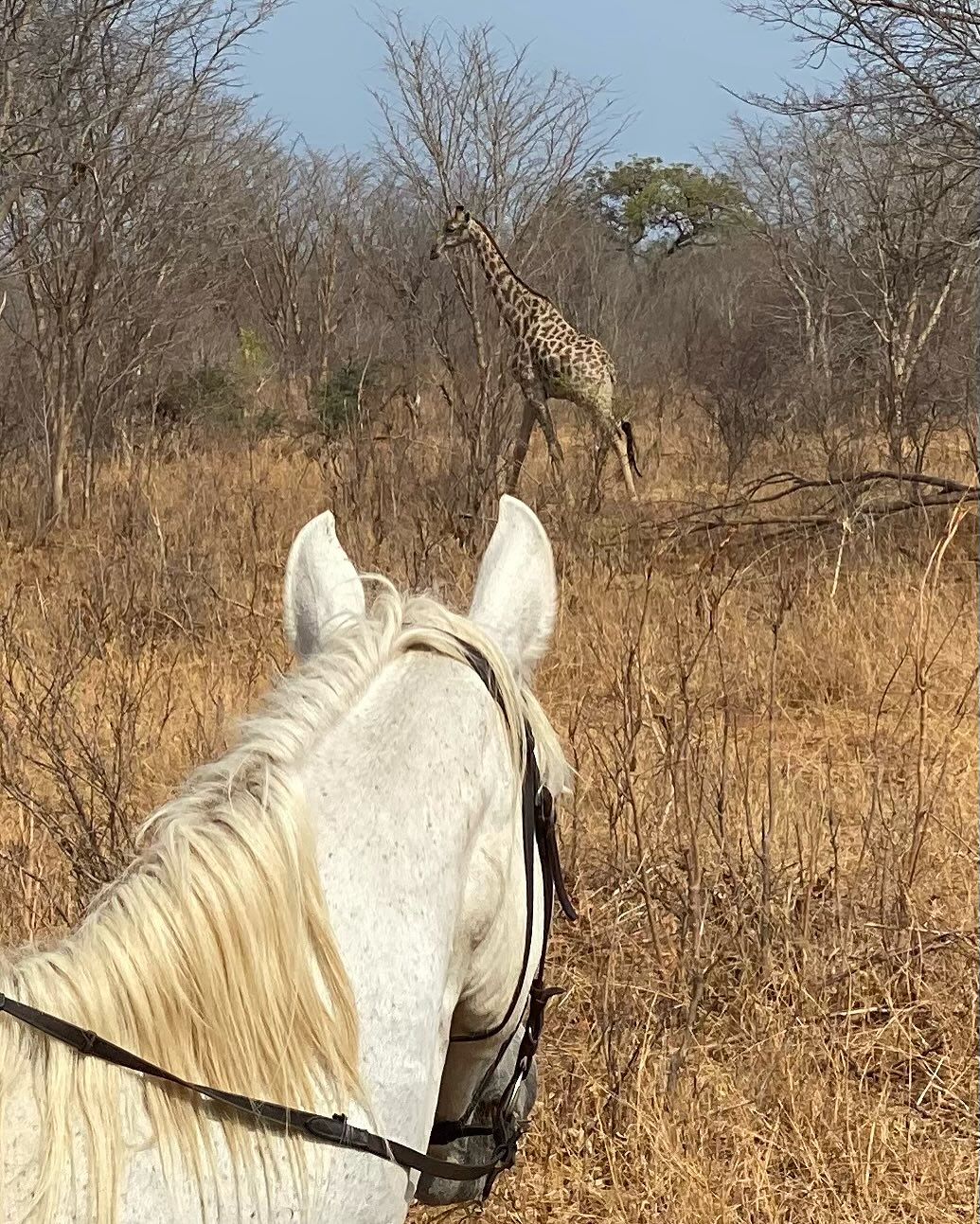 Buitenritten Afrikaanse bush Hwange - Zimbabwe - Afbeelding 11