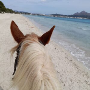 Buitenrit strand (evt. met overnachting op een ranch) Mallorca - Spanje - Afbeelding 4