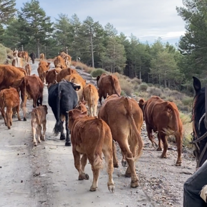 5-daagse Cowbow Paardrijtocht Andalusië - Spanje - Afbeelding 4