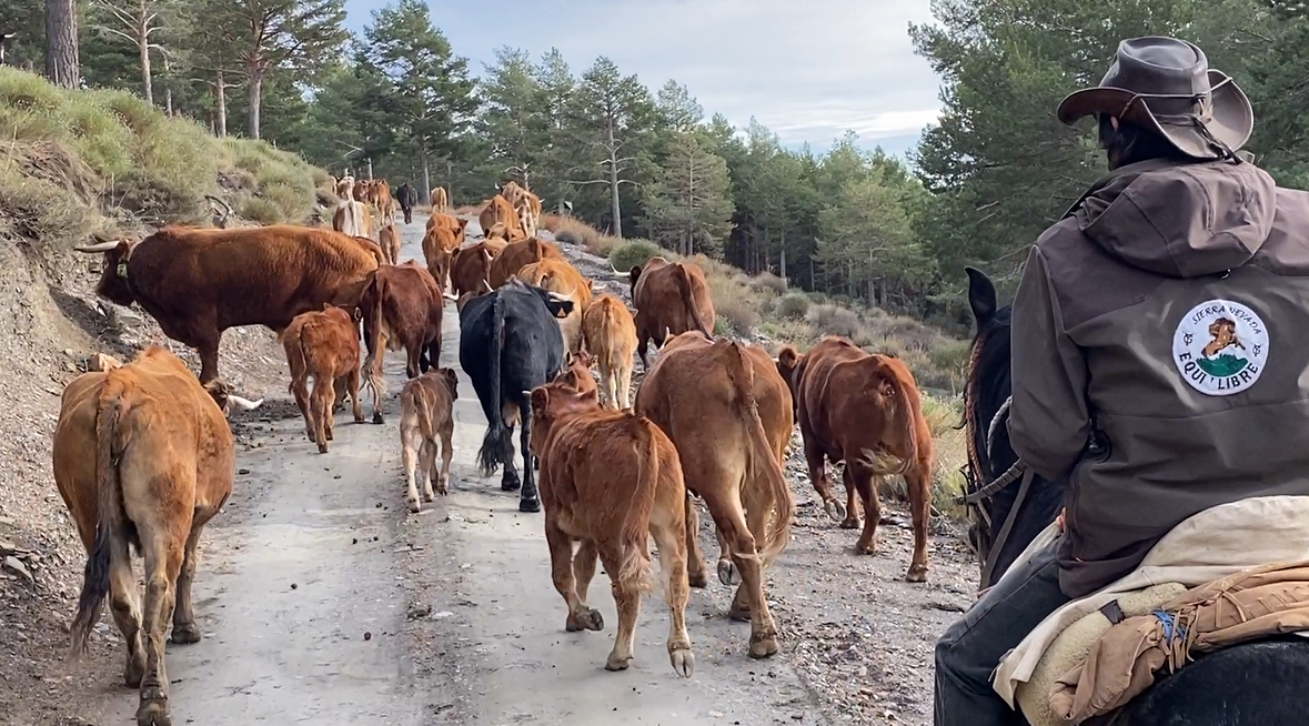 5-daagse Cowbow Paardrijtocht Andalusië - Spanje - Afbeelding 4