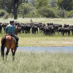 Vrijwilligersreis Hwange - Zimbabwe - Afbeelding 13