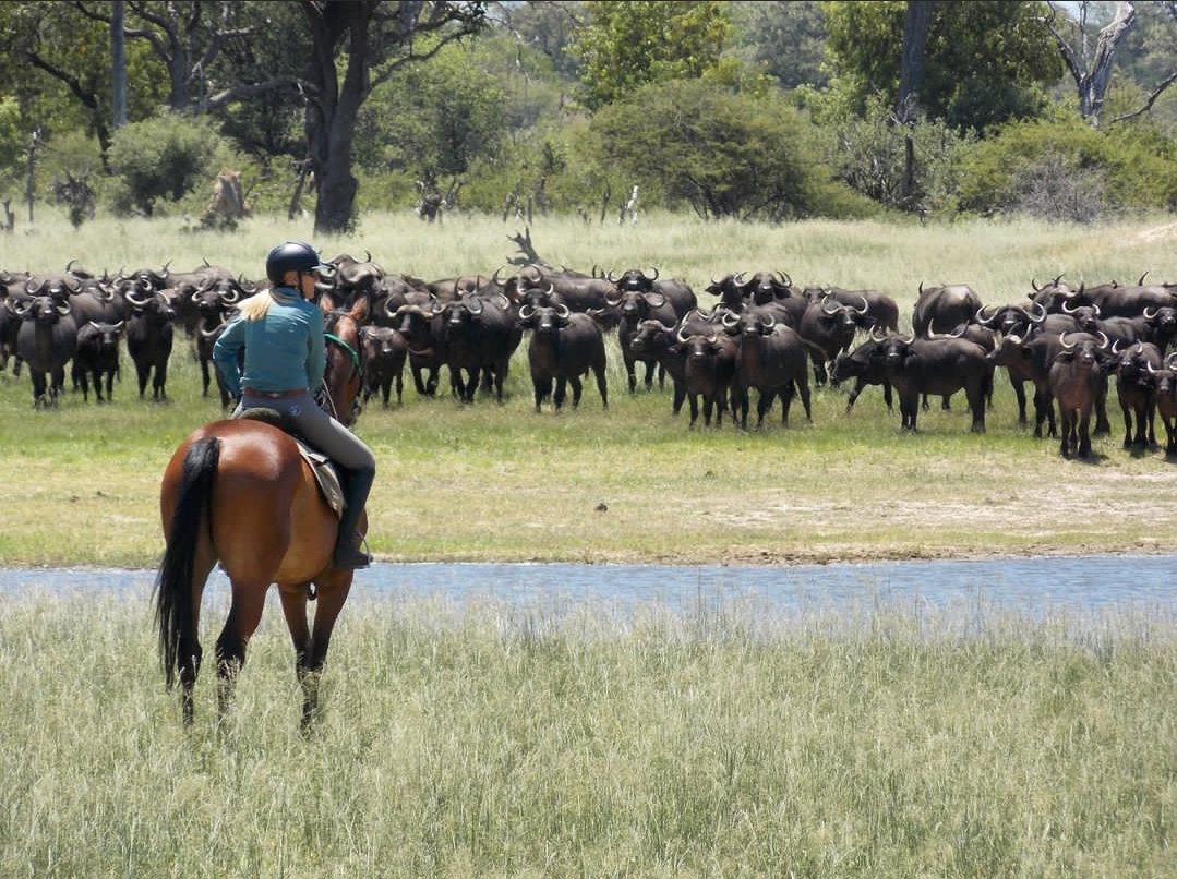 Buitenritten Afrikaanse bush Hwange - Zimbabwe - Afbeelding 1