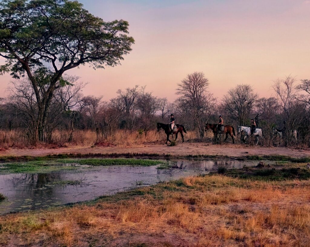 3-daagse Paardensafari Hwange - Zimbabwe