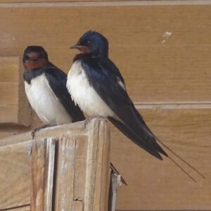 8-daagse paardrijvakantie: dagtochten natuurreservaat La Mata Valencia - Spanje - Afbeelding 19