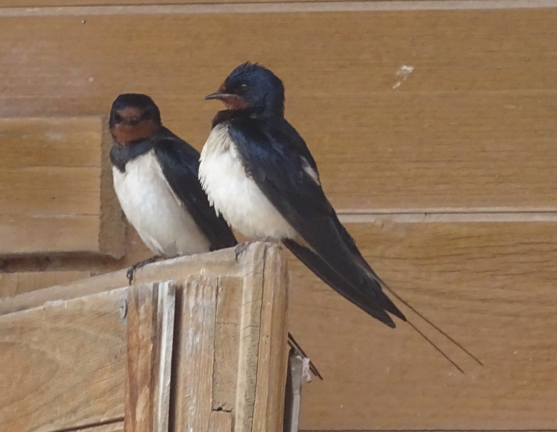8-daagse paardrijvakantie: dagtochten natuurreservaat La Mata Valencia - Spanje