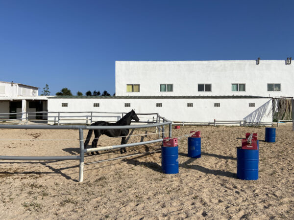 8-daagse paardrijvakantie: Lessen & Tochten Valencia - Spanje