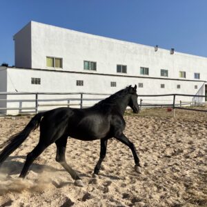 8-daagse paardrijvakantie: dagtochten natuurreservaat La Mata Valencia - Spanje - Afbeelding 17