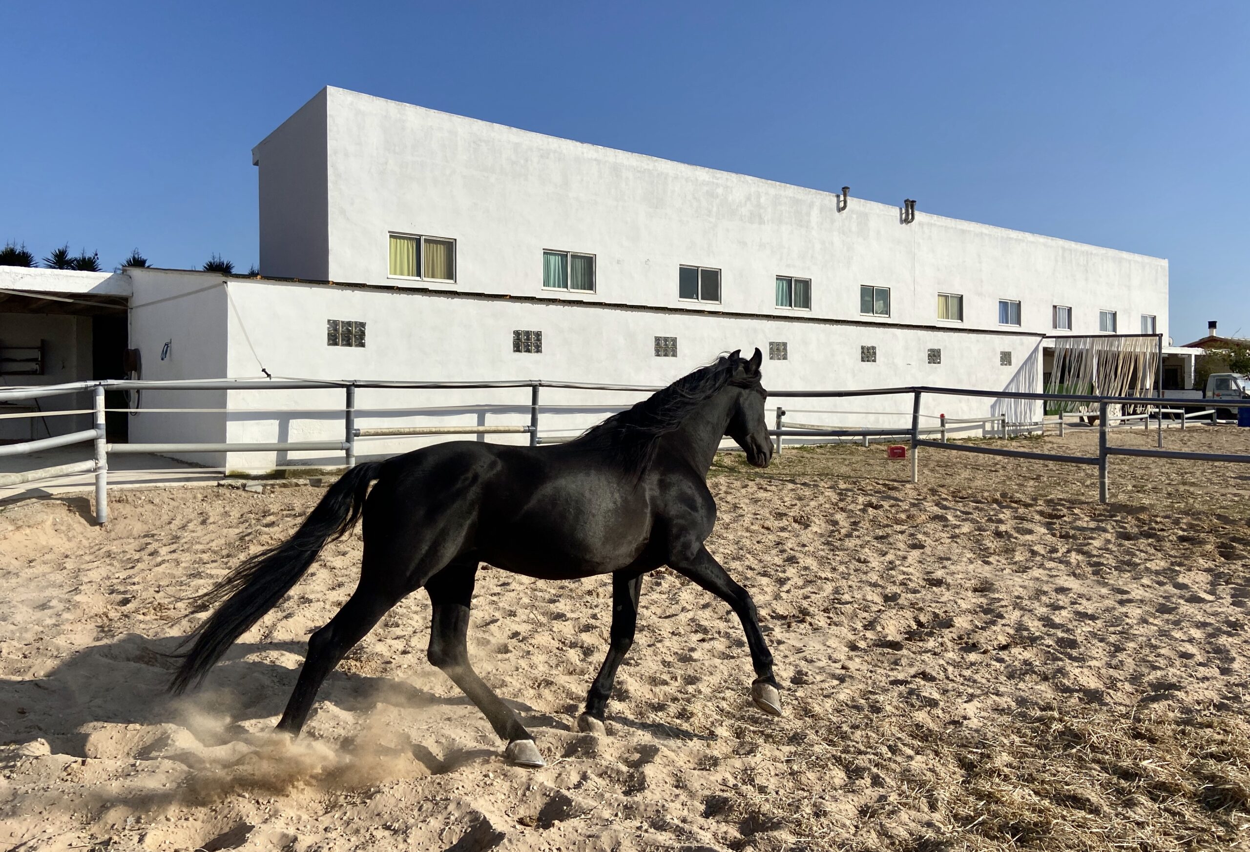 8-daagse paardrijvakantie: dagtochten natuurreservaat La Mata Valencia - Spanje - Afbeelding 17