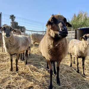 8-daagse paardrijvakantie: Lessen & Tochten Valencia - Spanje - Afbeelding 21