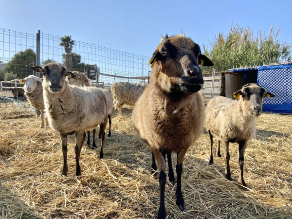 8-daagse paardrijvakantie: Lessen & Tochten Valencia - Spanje