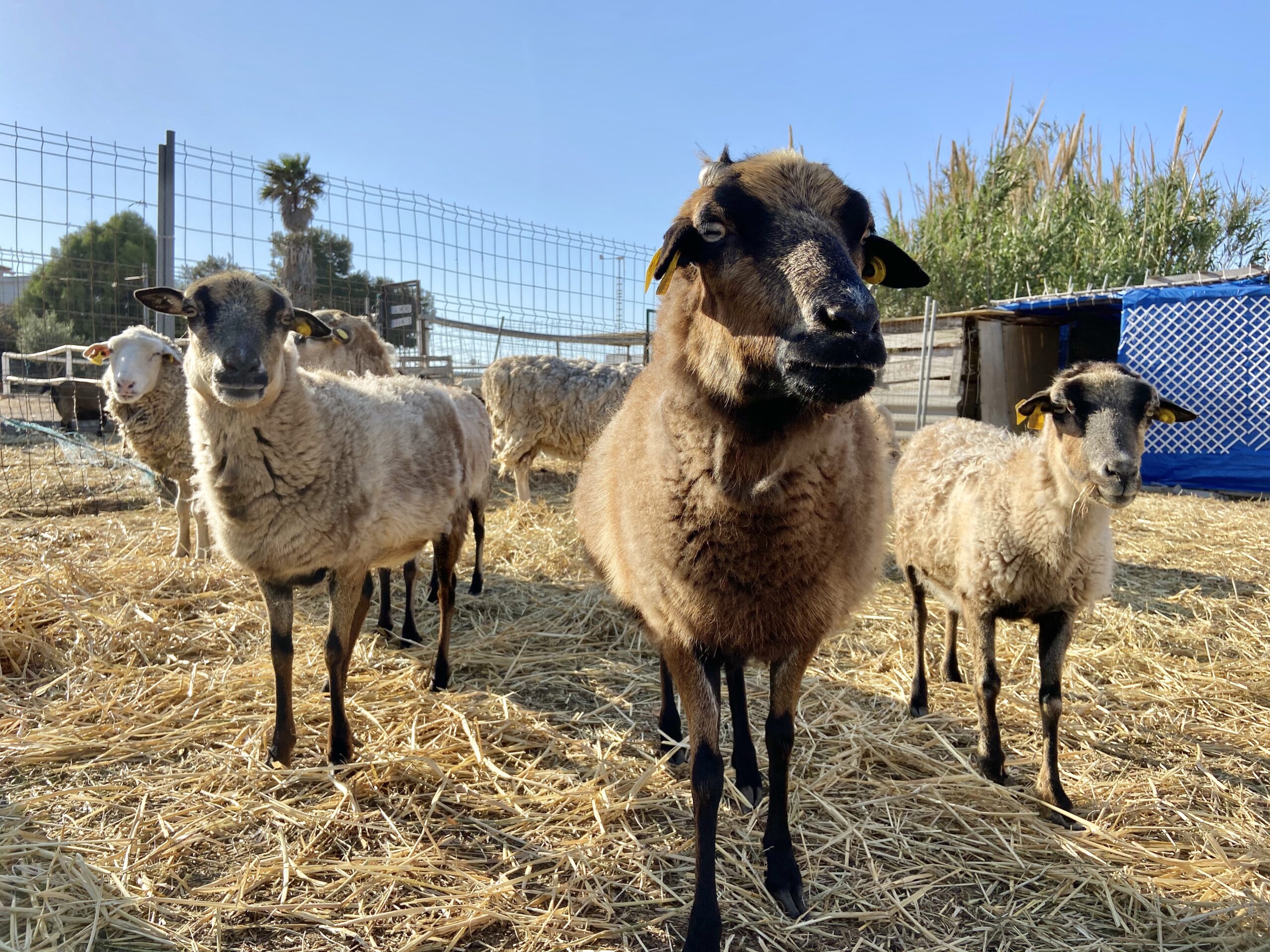 8-daagse paardrijvakantie: Lessen & Tochten Valencia - Spanje - Afbeelding 21