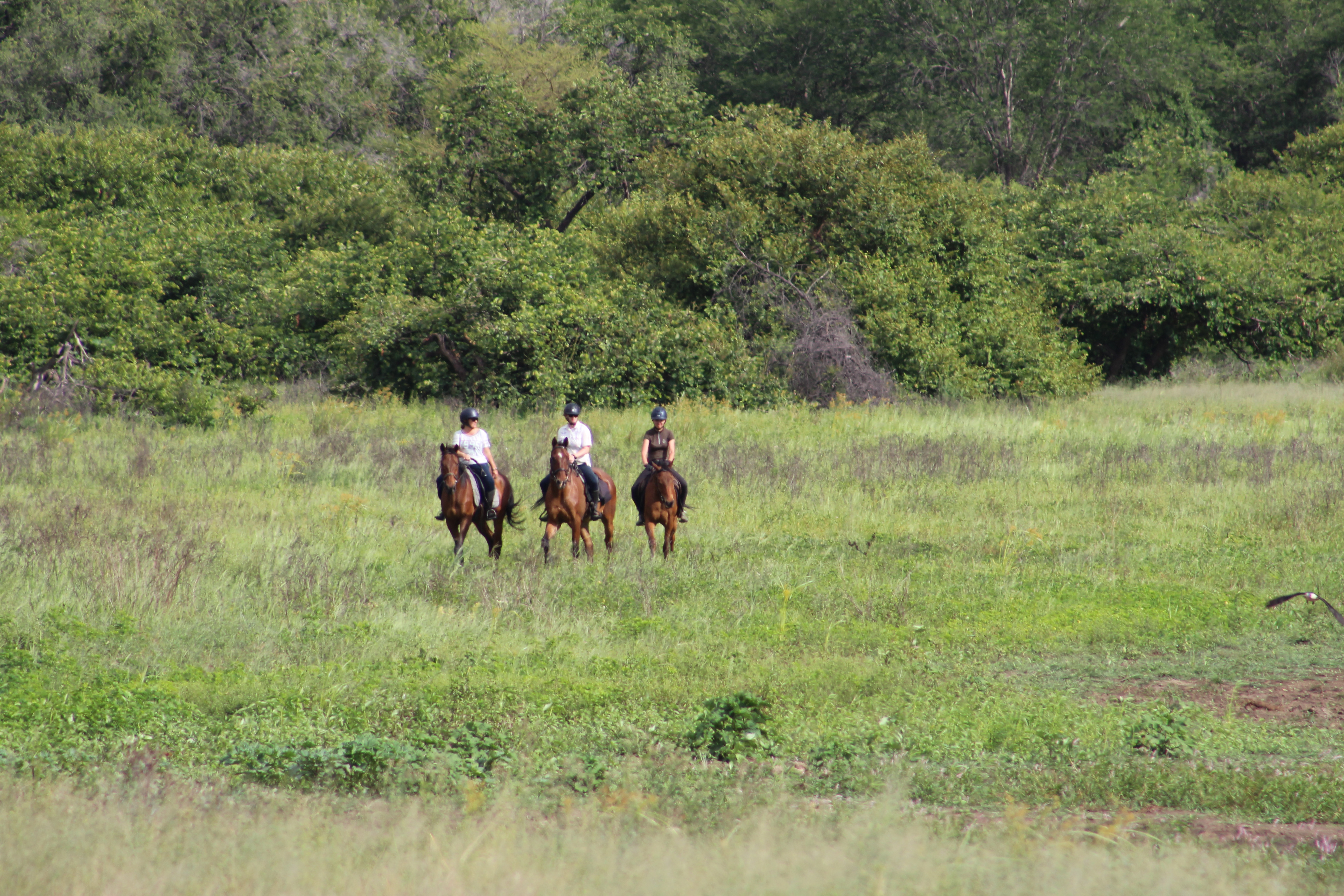 Vrijwilligersreis Hwange - Zimbabwe - Afbeelding 48