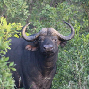 Vrijwilligersreis Hwange - Zimbabwe - Afbeelding 15