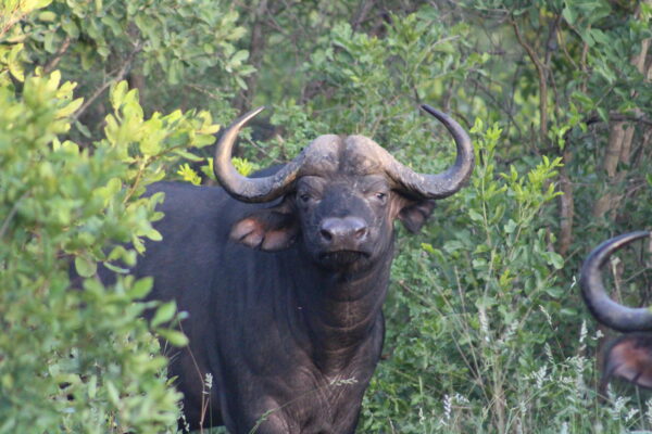 Vrijwilligersreis Hwange - Zimbabwe