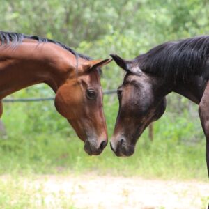 Vrijwilligersreis Hwange - Zimbabwe - Afbeelding 3