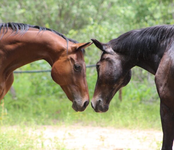 Vrijwilligersreis Hwange - Zimbabwe