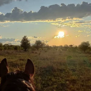 Buitenritten Afrikaanse bush Hwange - Zimbabwe - Afbeelding 22