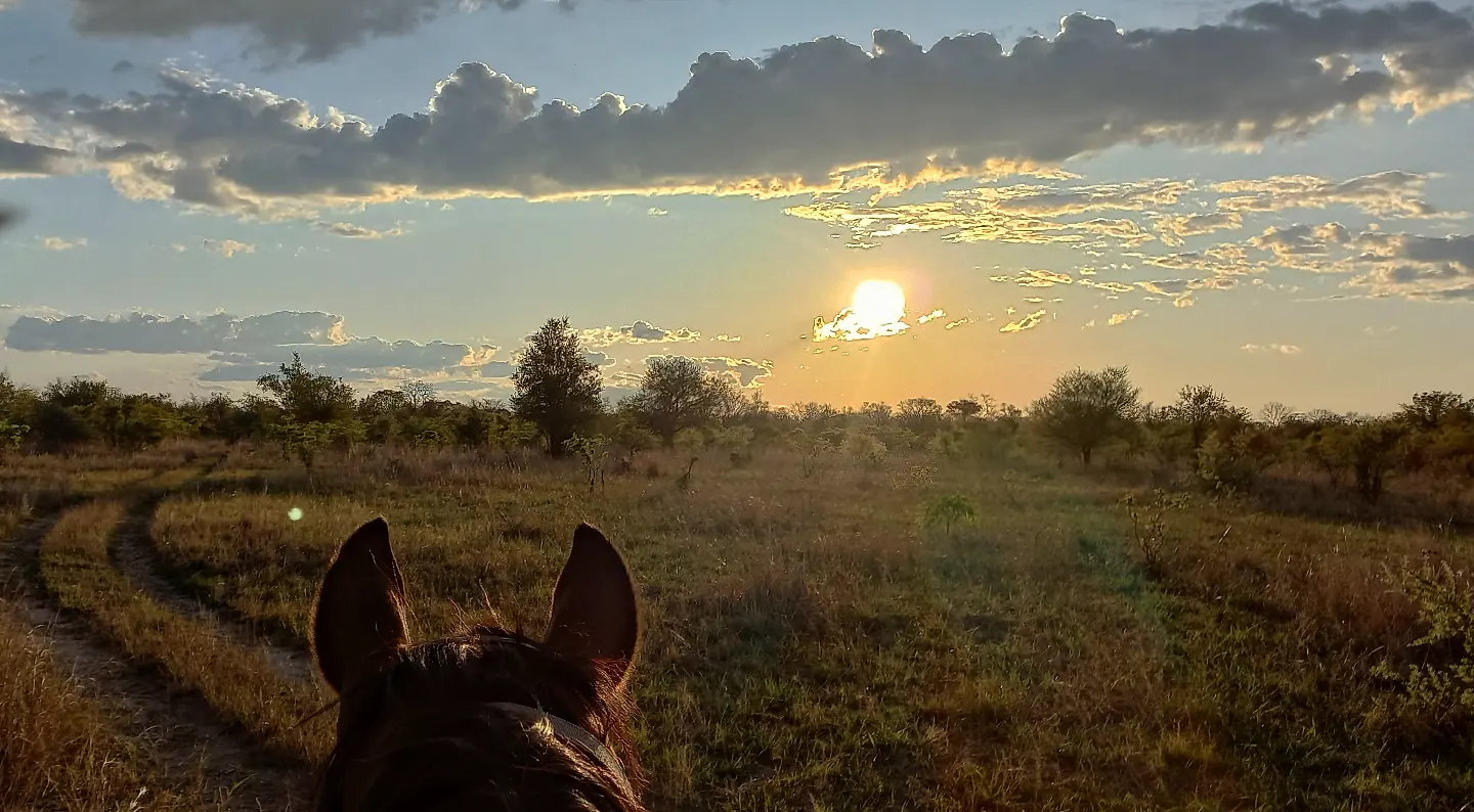Buitenritten Afrikaanse bush Hwange - Zimbabwe