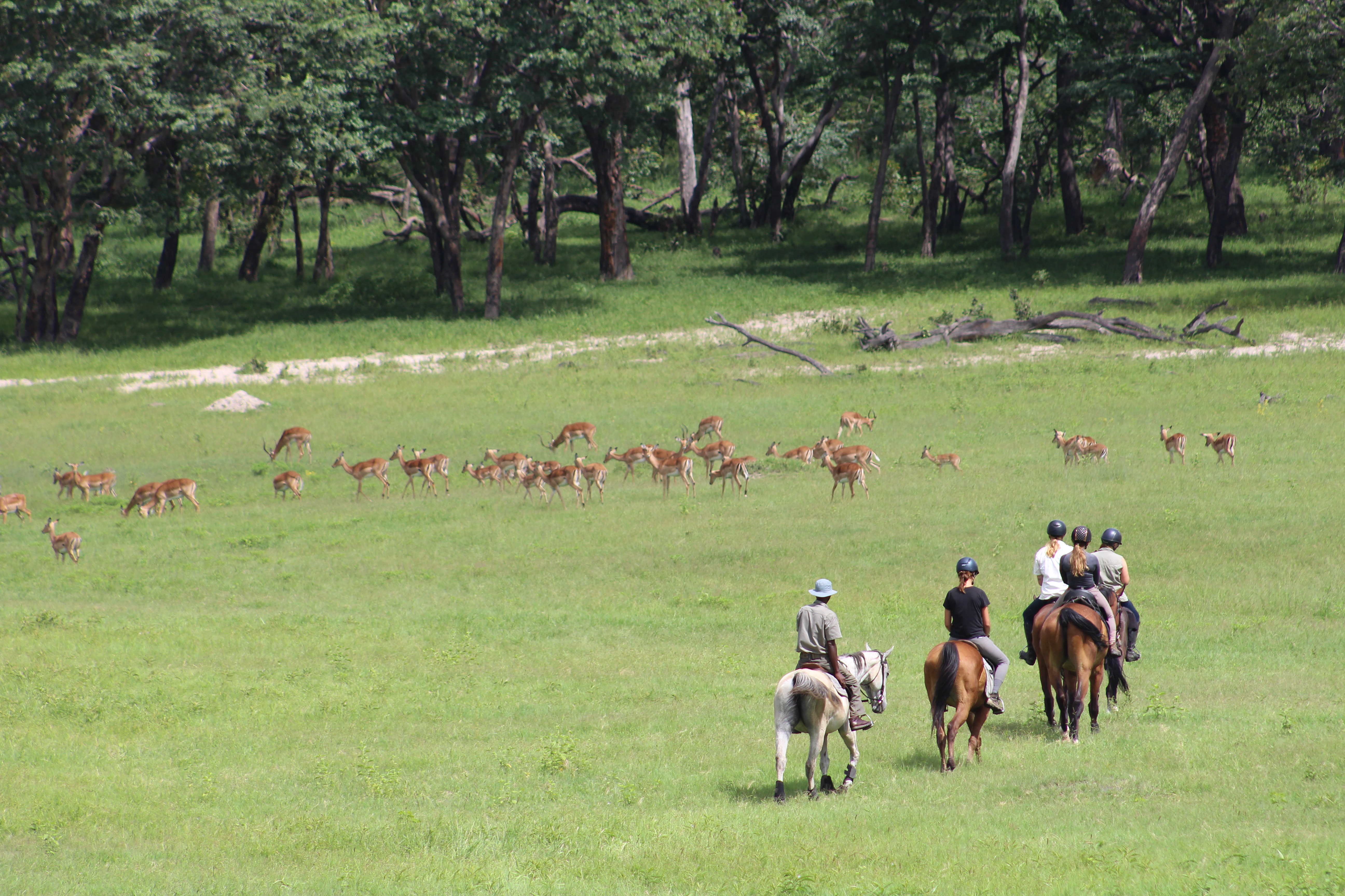 Vrijwilligersreis Hwange - Zimbabwe - Afbeelding 45