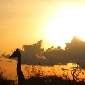 Vrijwilligersreis Hwange - Zimbabwe - Afbeelding 17