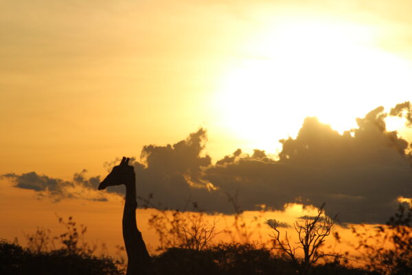Vrijwilligersreis Hwange - Zimbabwe