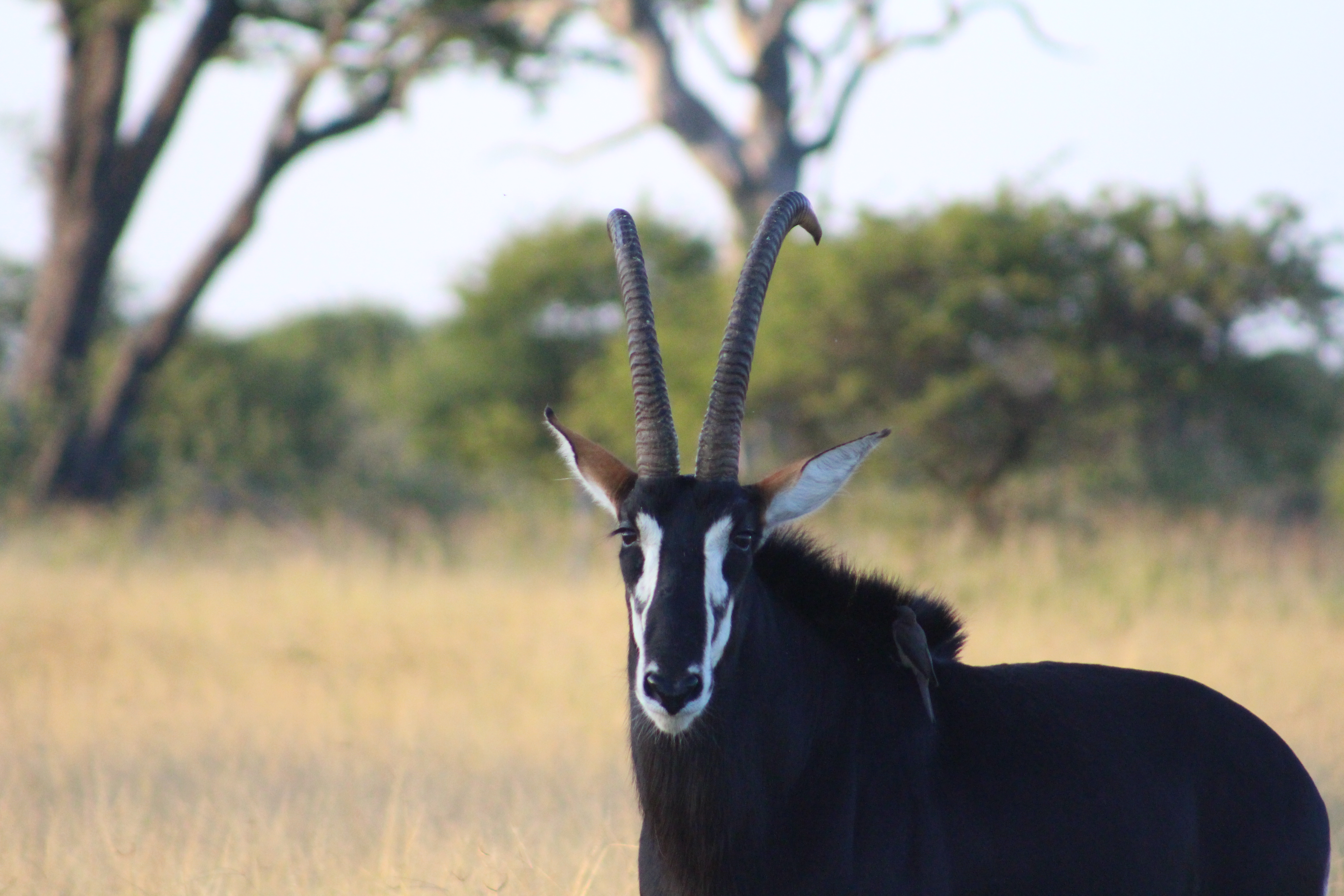 Vrijwilligersreis Hwange - Zimbabwe - Afbeelding 44