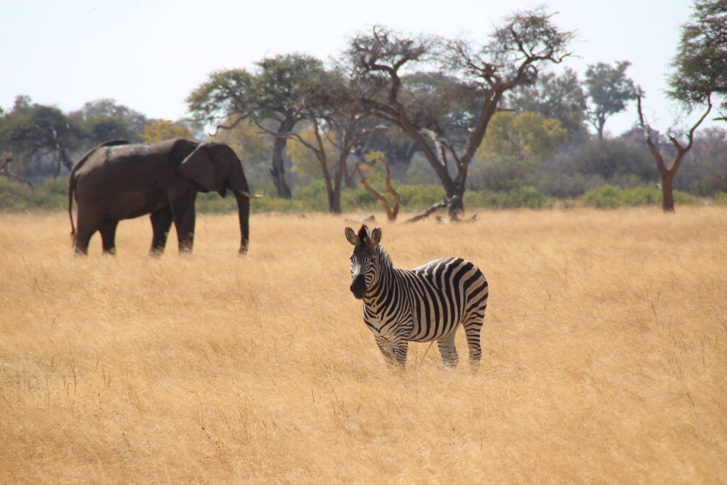 Vrijwilligersreis Hwange - Zimbabwe
