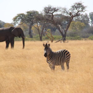 Vrijwilligersreis Hwange - Zimbabwe - Afbeelding 18