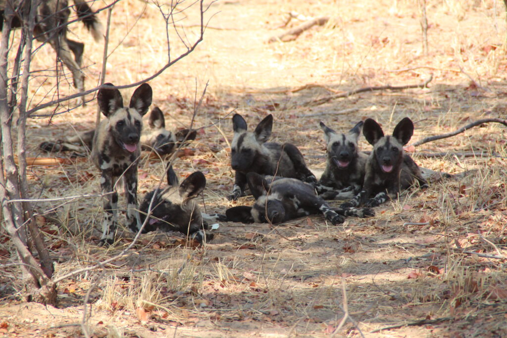 Vrijwilligersreis Hwange - Zimbabwe