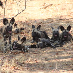 Vrijwilligersreis Hwange - Zimbabwe - Afbeelding 19