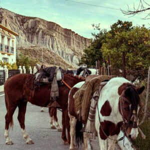3-daagse paardrijtocht door de Sierra Nevada Spanje - Afbeelding 3