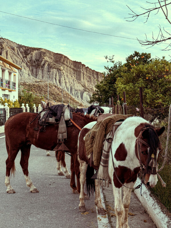 3-daagse paardrijtocht door de Sierra Nevada Spanje