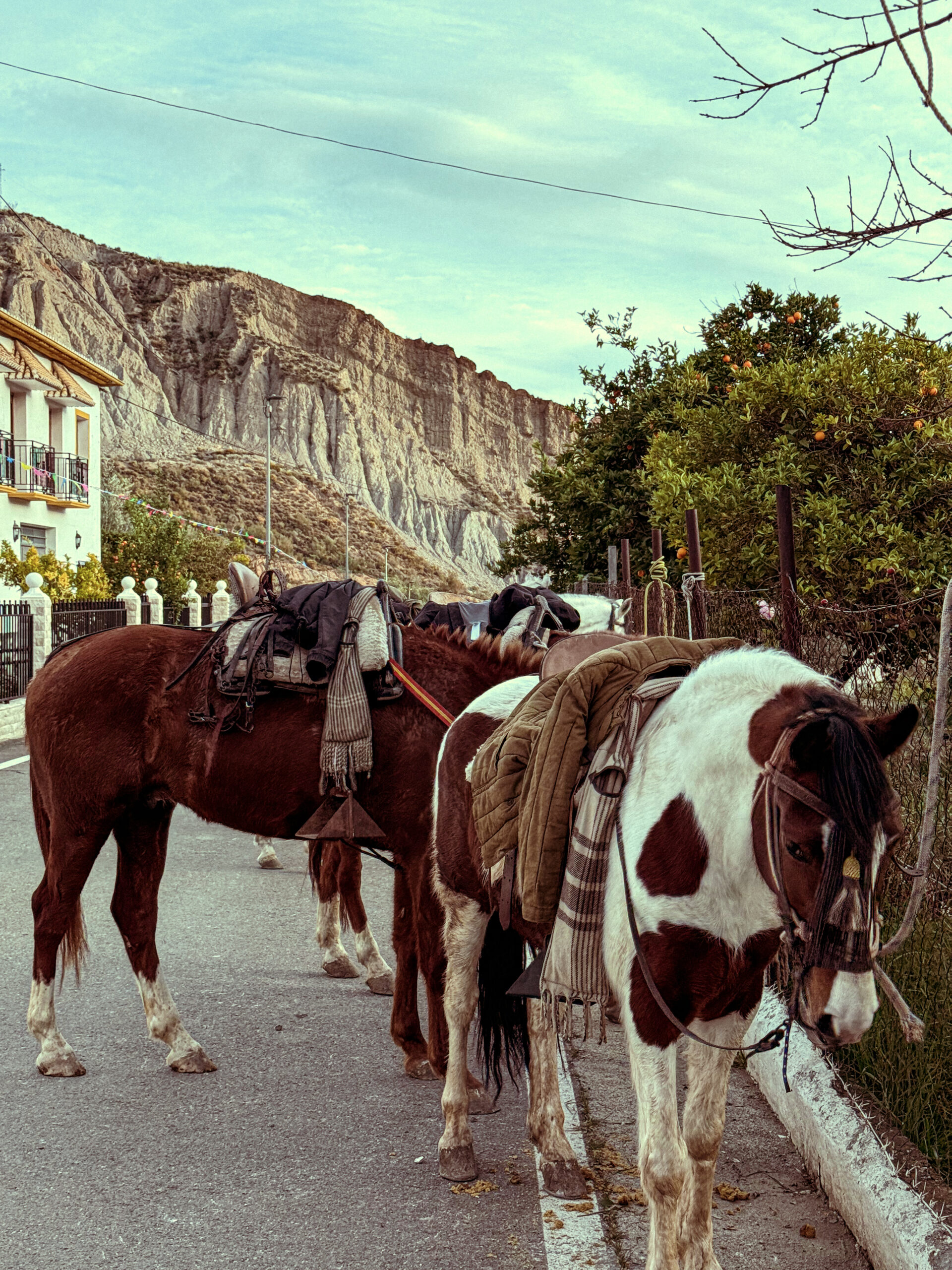 3-daagse paardrijtocht door de Sierra Nevada Spanje - Afbeelding 3