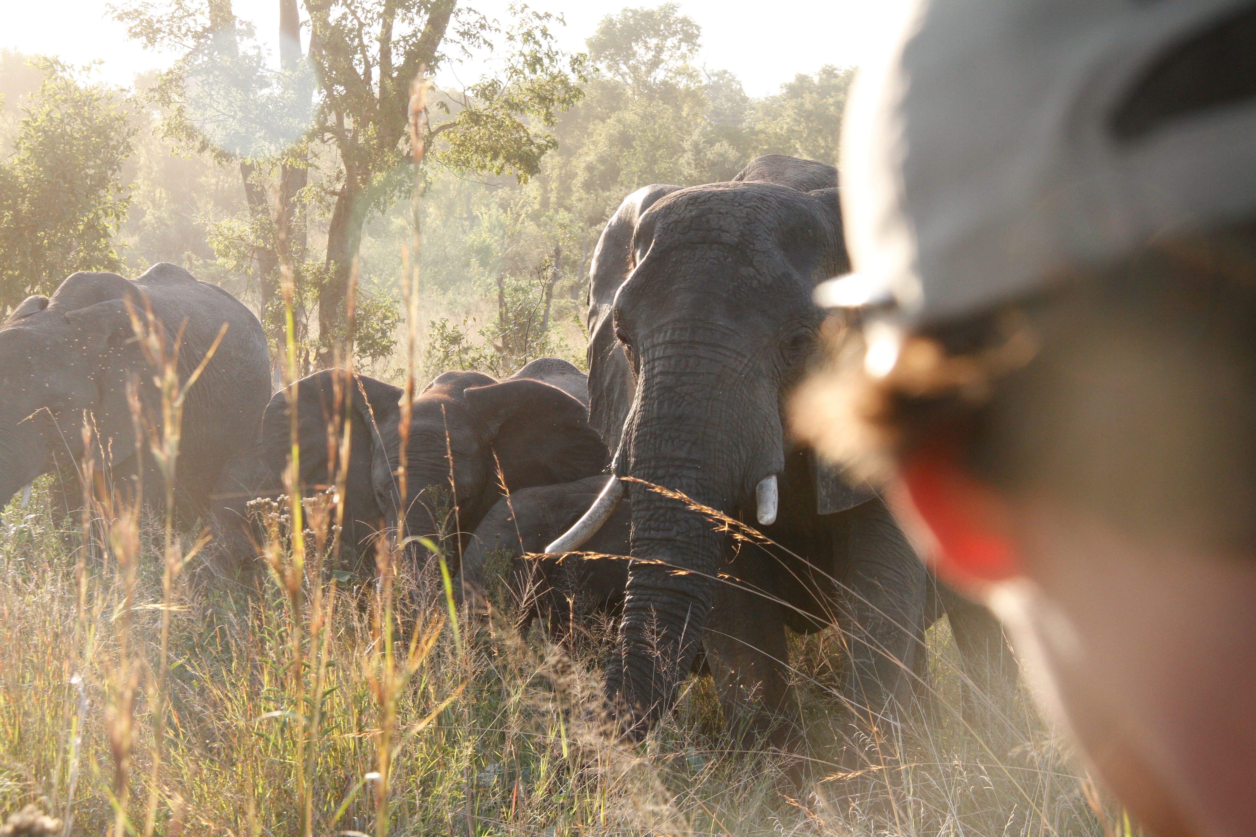 Buitenritten Afrikaanse bush Hwange - Zimbabwe - Afbeelding 2