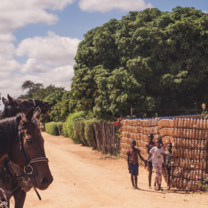 Vrijwilligersreis Hwange - Zimbabwe - Afbeelding 20