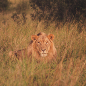 Vrijwilligersreis Hwange - Zimbabwe - Afbeelding 24