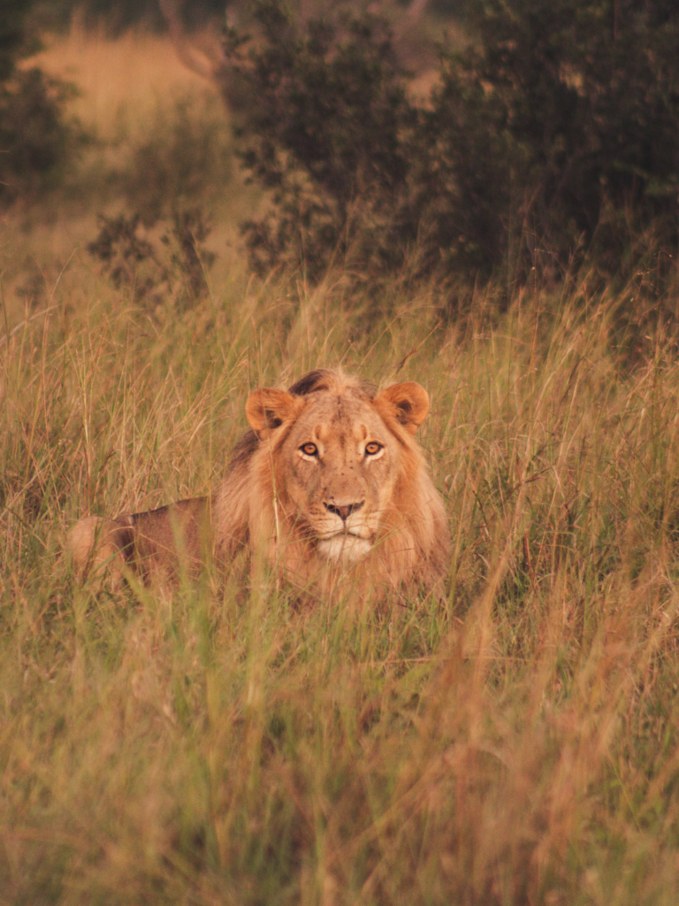 Vrijwilligersreis Hwange - Zimbabwe