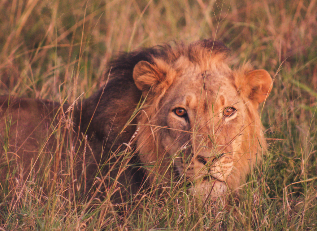 Vrijwilligersreis Hwange - Zimbabwe