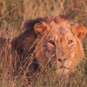 Vrijwilligersreis Hwange - Zimbabwe - Afbeelding 25