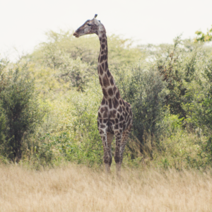 Vrijwilligersreis Hwange - Zimbabwe - Afbeelding 26