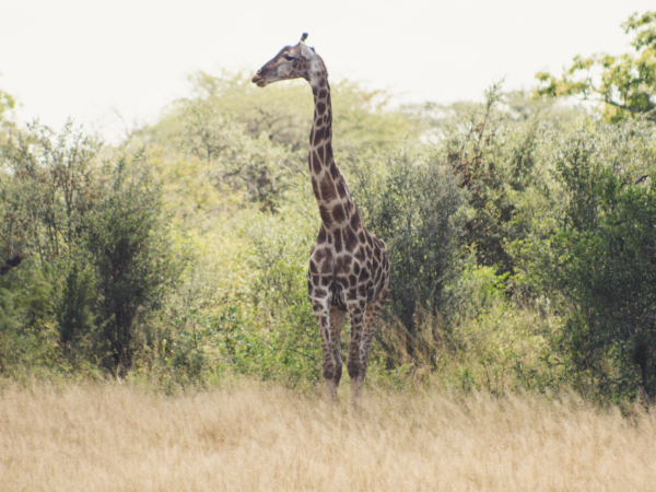 Vrijwilligersreis Hwange - Zimbabwe