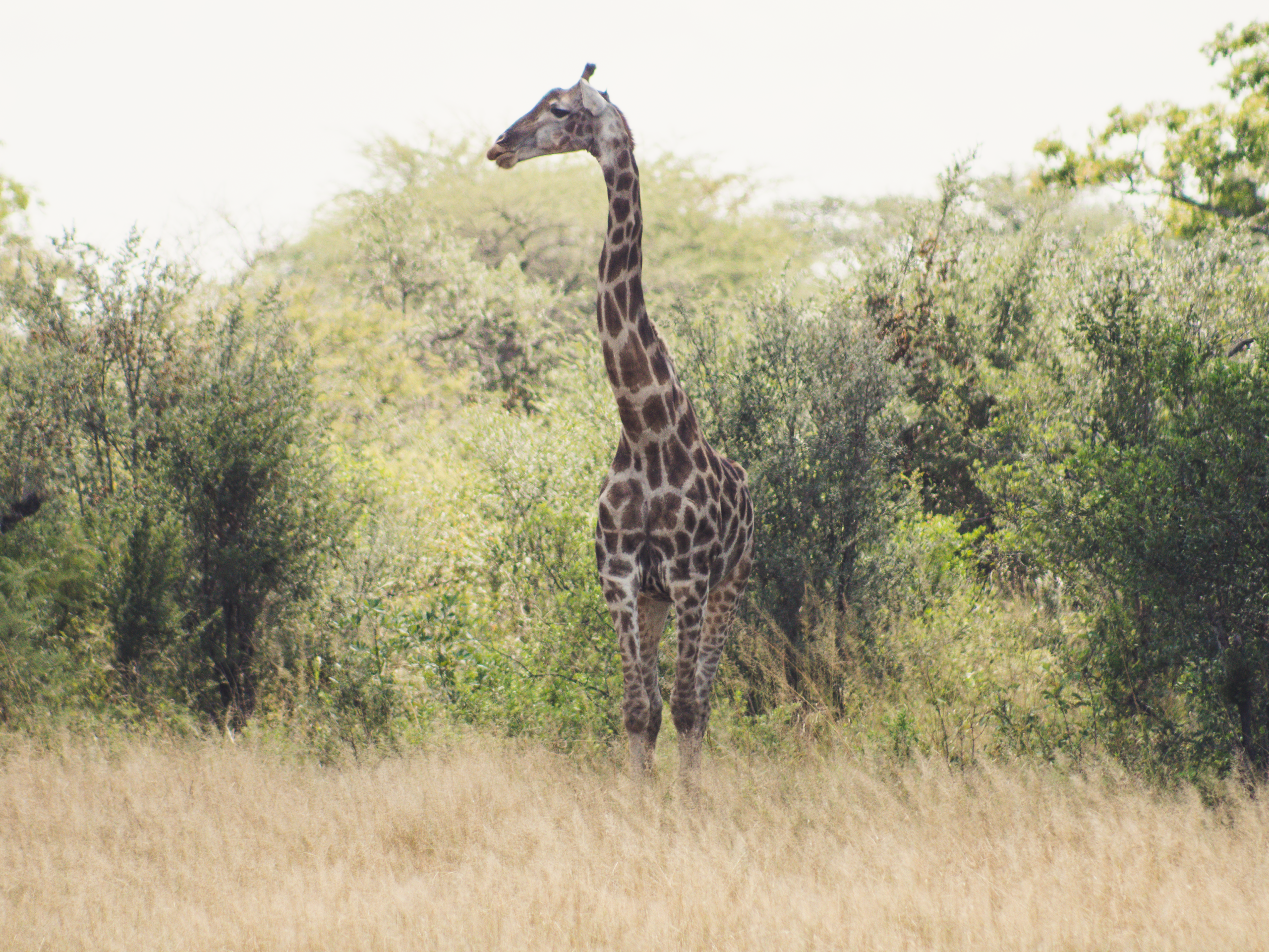 Vrijwilligersreis Hwange - Zimbabwe - Afbeelding 26
