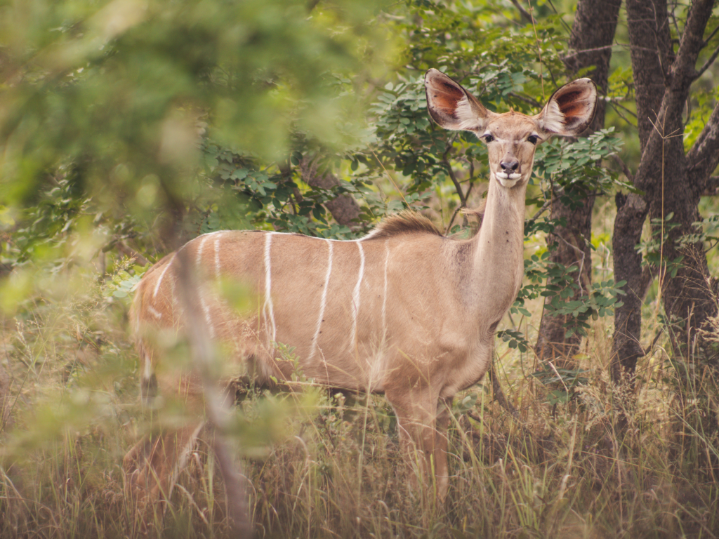 Vrijwilligersreis Hwange - Zimbabwe