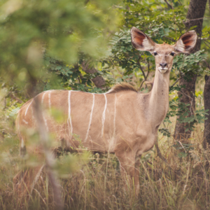 Vrijwilligersreis Hwange - Zimbabwe - Afbeelding 27