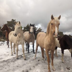 3-daagse paardrijtocht door de Sierra Nevada Spanje - Afbeelding 4
